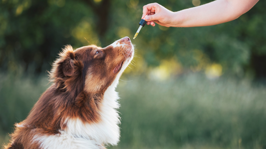 CBD for Pets: A Natural Way to Support Your Furry Friend’s Wellbeing